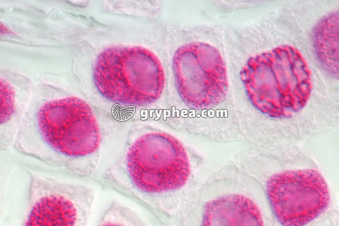 Mitoses de cellules de racine d'Ail (interphase) - coloration Feulgen x400 - gryphea.org